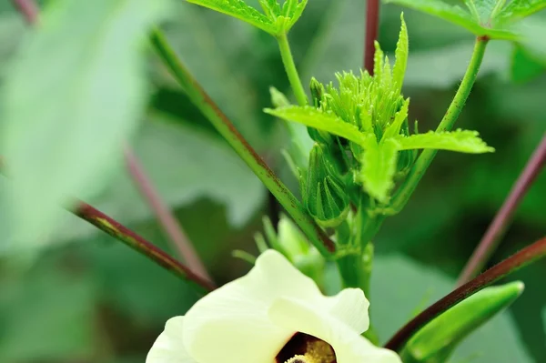 Frische Frangipani-Blüte — Stockfoto