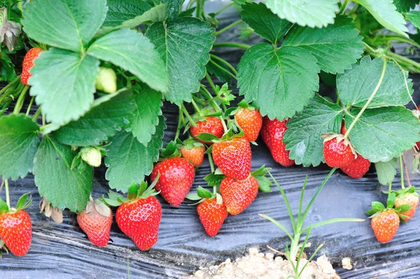 Campo de fresa —  Fotos de Stock