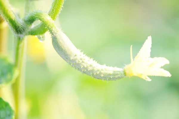 Cucumber — Stock Photo, Image