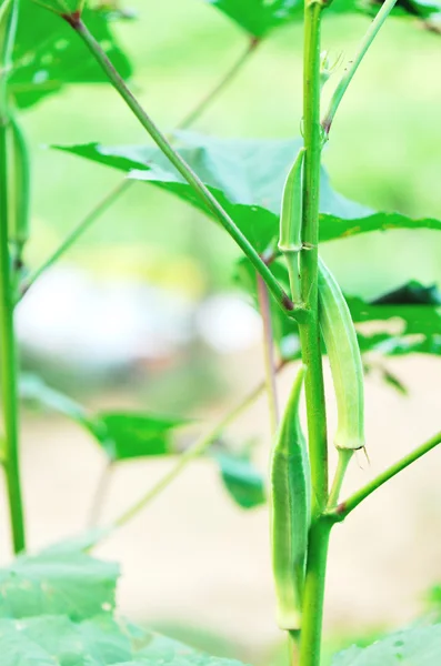 Okra crop — Stock Photo, Image