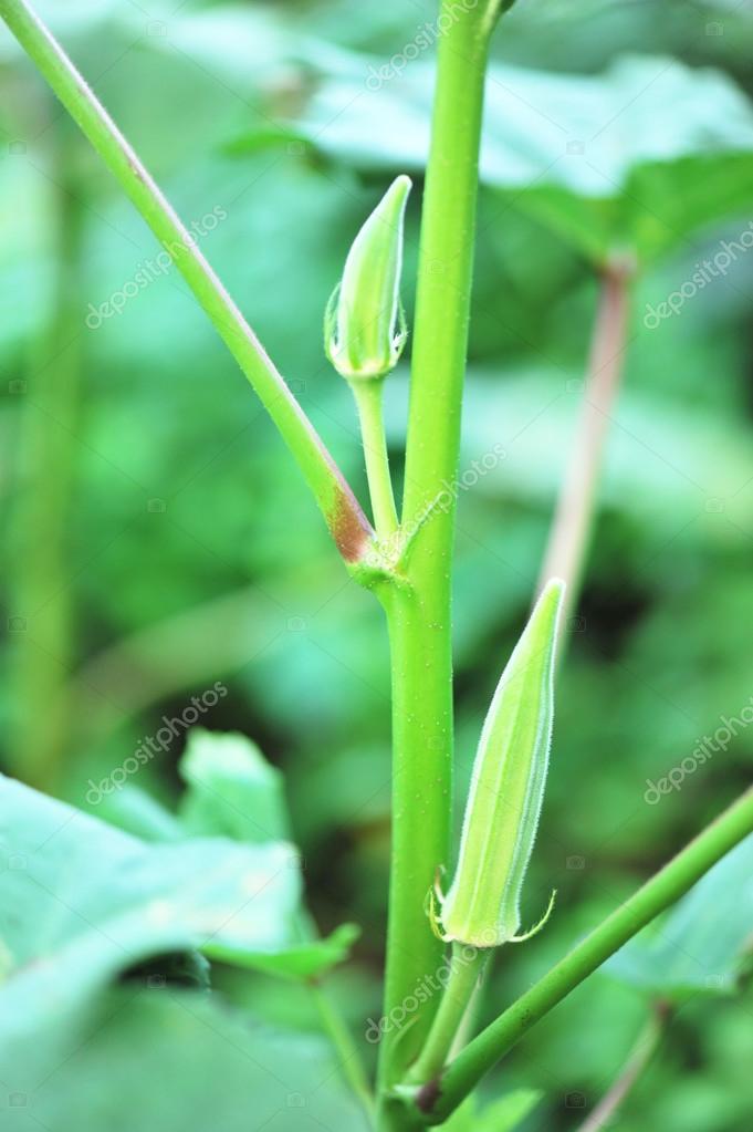 Cultivo Okra 2022