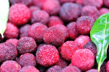 Kırmızı bayberry