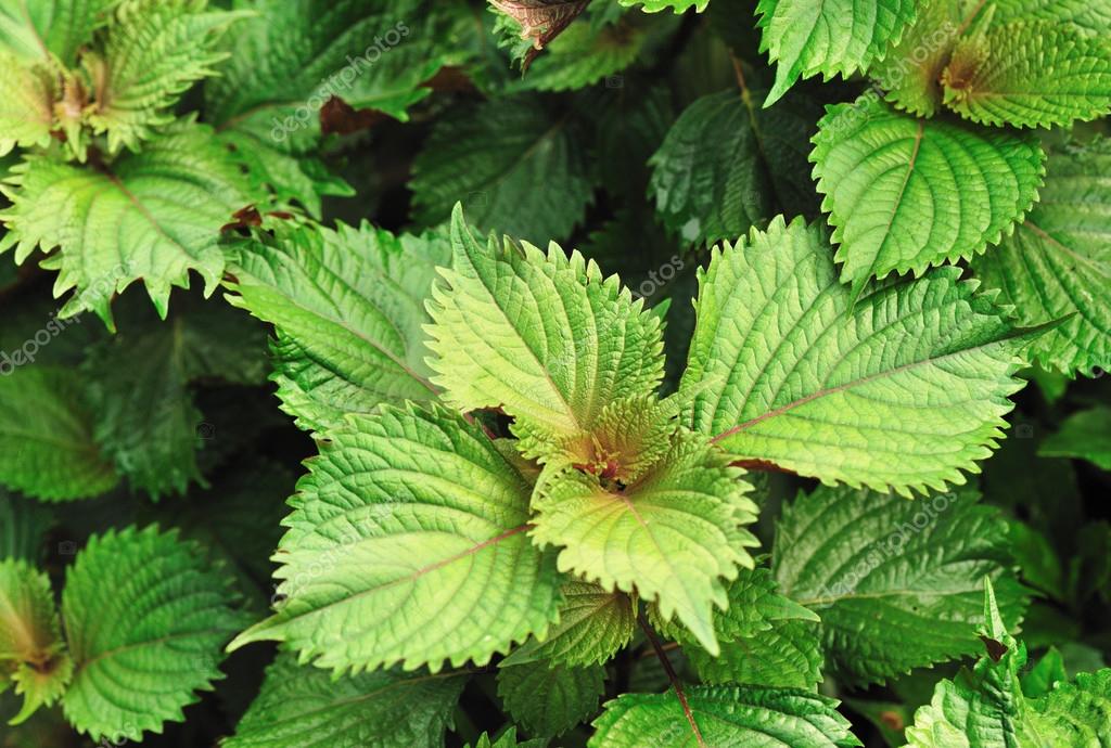 Japanese basil — Stock Photo © lzf 42704897