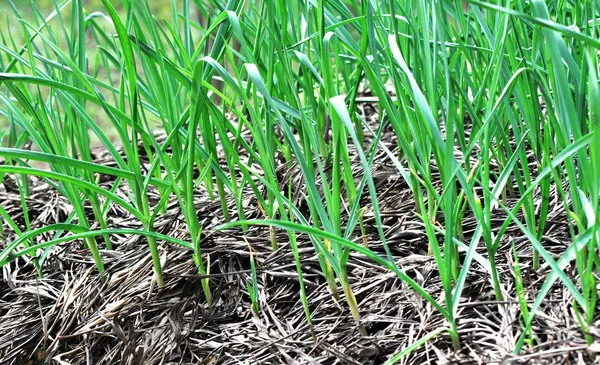 Plantas de ajo jóvenes — Foto de Stock