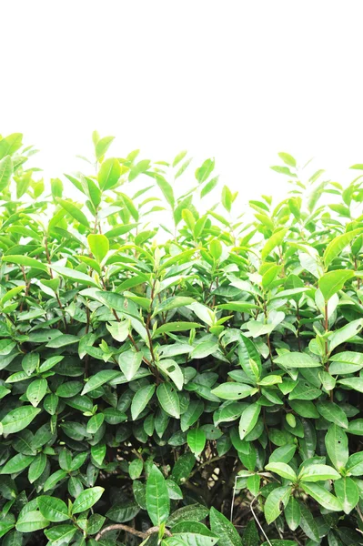 Tea tree field — Stock Photo, Image