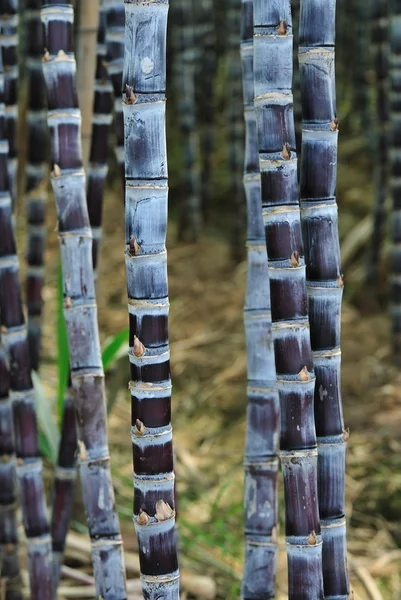 Les plantes de canne à sucre — Photo