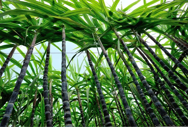 Sugarcane plants — Stock Photo, Image