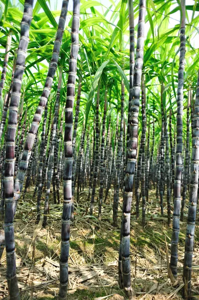 Les plantes de canne à sucre — Photo