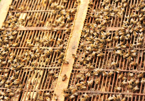 Wabe mit Bienen — Stockfoto