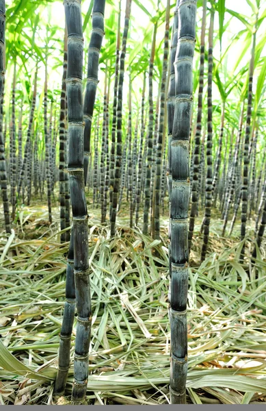 Цукрова тростина рослин — стокове фото