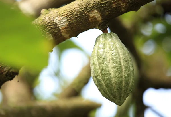 코코아 열매 — 스톡 사진