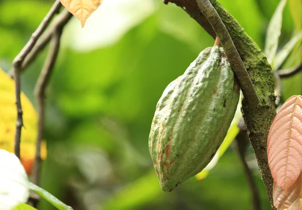 코코아 열매 — 스톡 사진