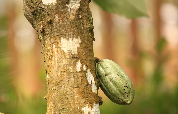 Cocoa fruit — Stock Photo, Image