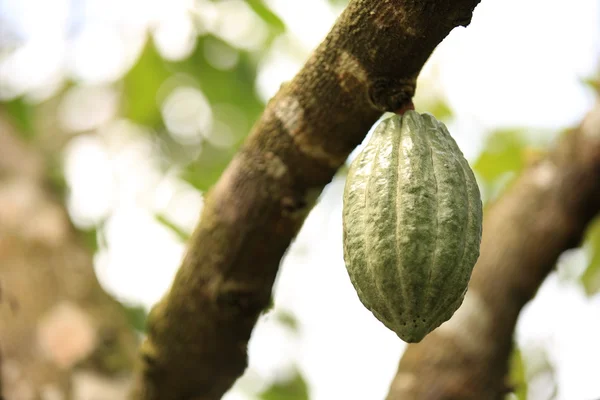 Kakaofrukter — Stockfoto