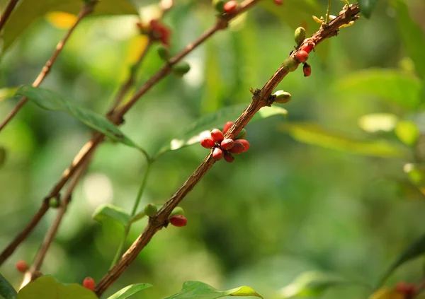 Coffee beans — Stock Photo, Image