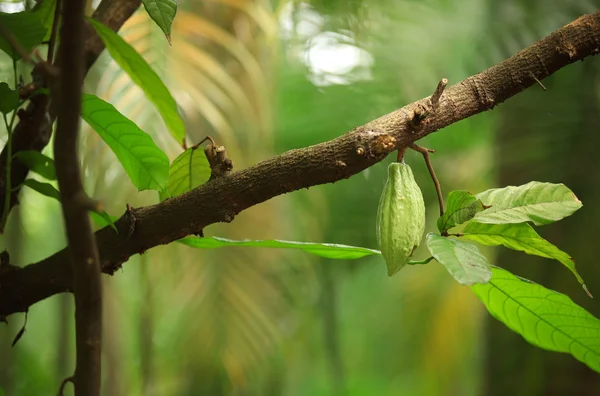 Frutta di cacao — Foto Stock