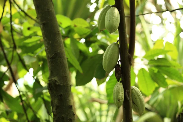 Cocoa fruit — Stock Photo, Image