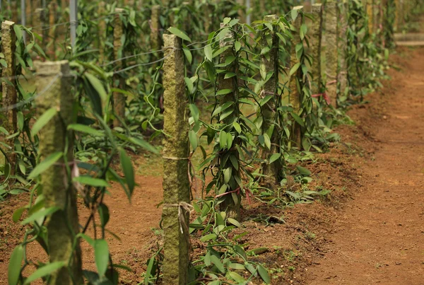 Vainilla planifolia — Foto de Stock