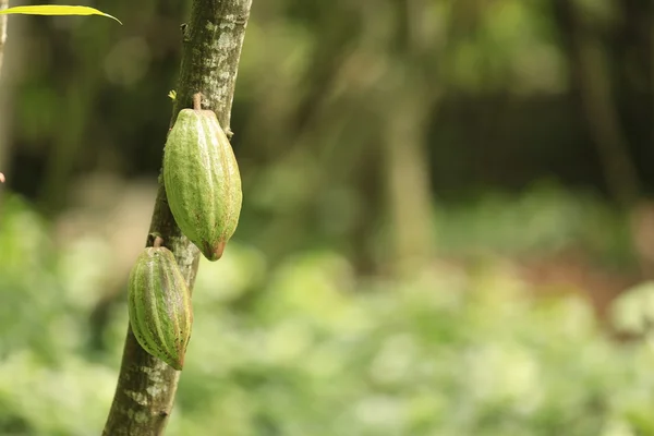 Frutta di cacao — Foto Stock