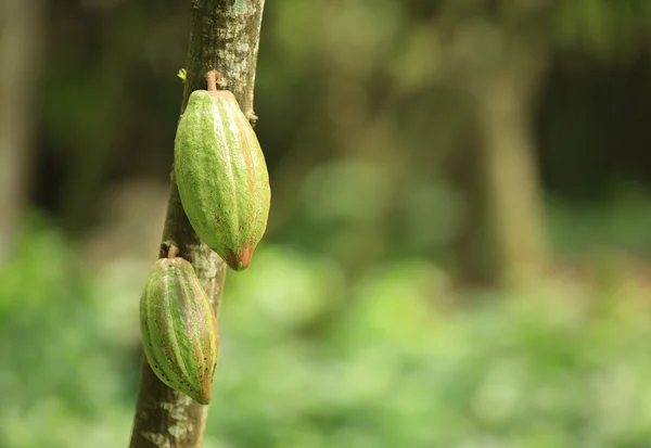 Kakaofrucht — Stockfoto