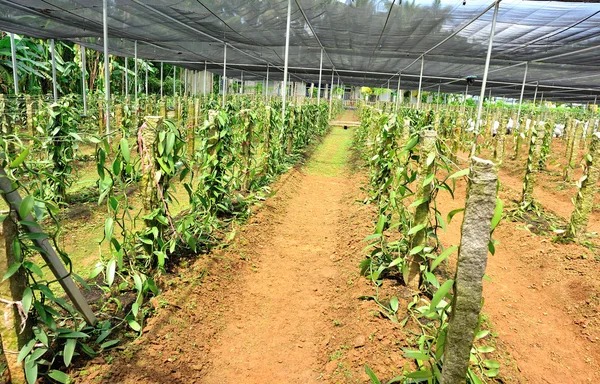 Vanilla planifolia — Fotografia de Stock