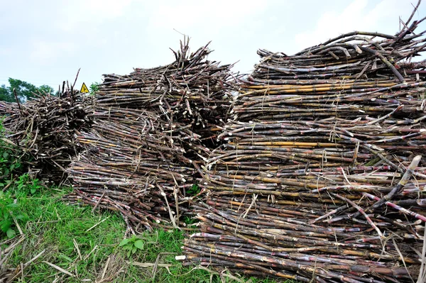 Sugarcane harvest — Stock Photo, Image