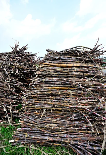 Raccolta di canna da zucchero — Foto Stock