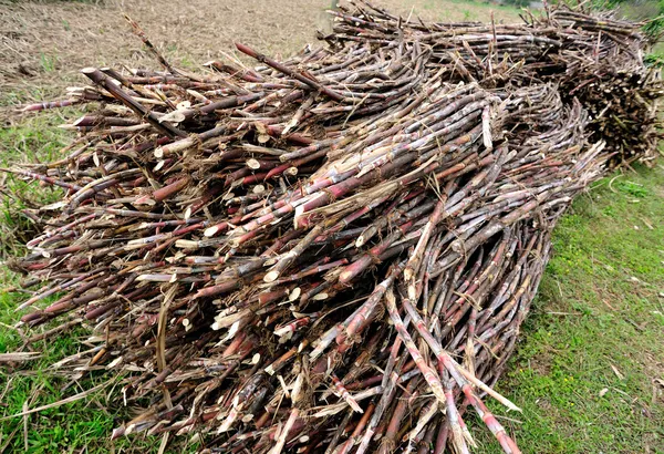 Урожай сахарного тростника — стоковое фото