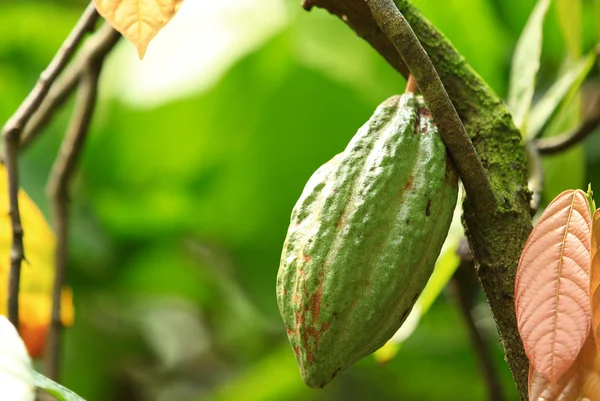 Vruchten van cacao — Stockfoto
