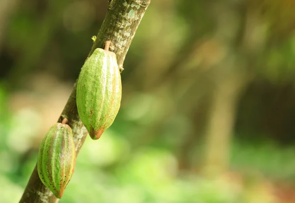 Fruits de cacao — Photo