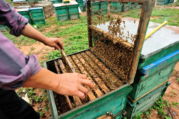 Пчеловодство — стоковое фото