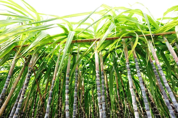 Suikerriet planten — Stockfoto