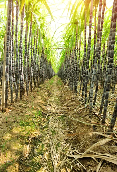 Cukornád növények — Stock Fotó
