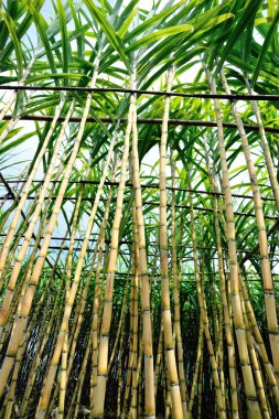 Sugarcane plants clipart