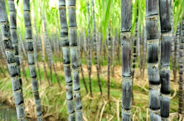 Sugarcane plants clipart