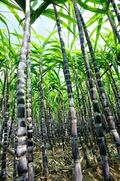 Sockerrör växter — Stockfoto