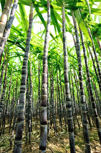 Sugarcane plants — Stock Photo, Image