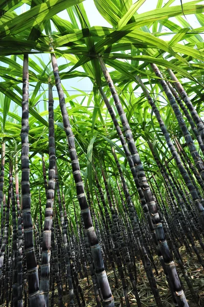 Sugarcane plants — Stock Photo, Image