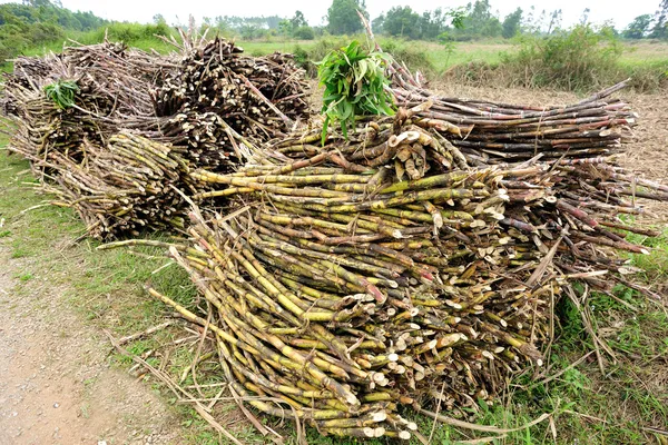 Récolte de canne à sucre — Photo