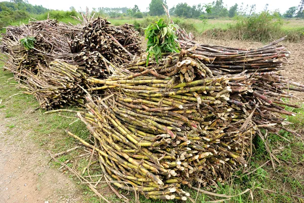 Raccolta di canna da zucchero — Foto Stock