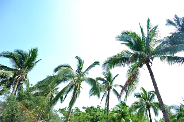 Pěkné palmy — Stock fotografie