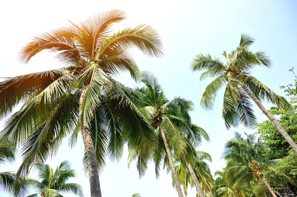 Nice palmiye ağaçları — Stok fotoğraf