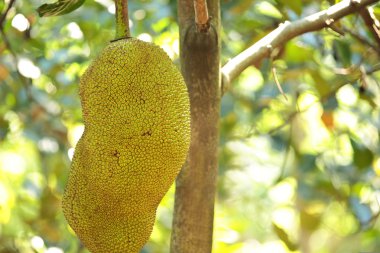 nefesi ağaç üzerinde