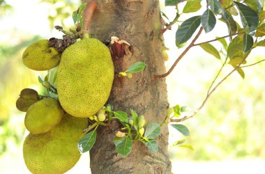 jackfruits ağaç üzerinde