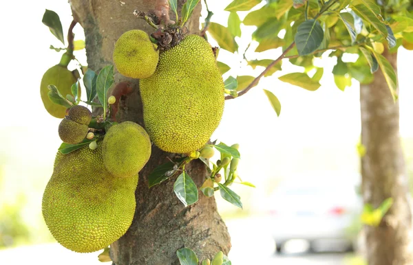 Jackfruits ağaç üzerinde — Stok fotoğraf