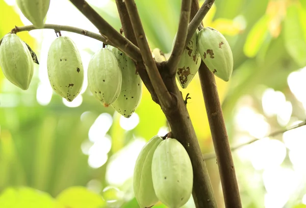 Fruits du cacao — Photo