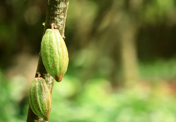 Frutta di cacao — Foto Stock