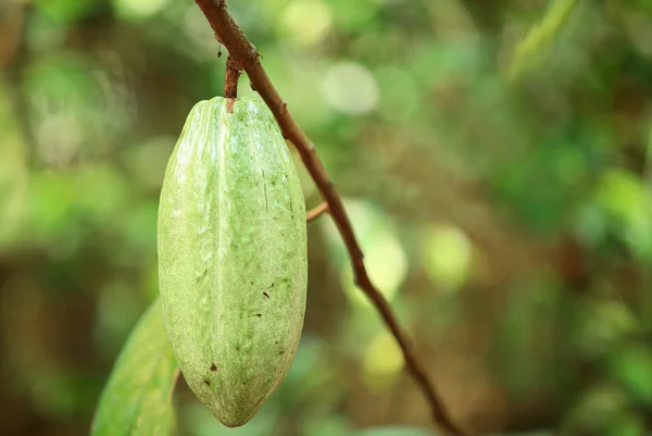 Cacao vrucht — Stockfoto