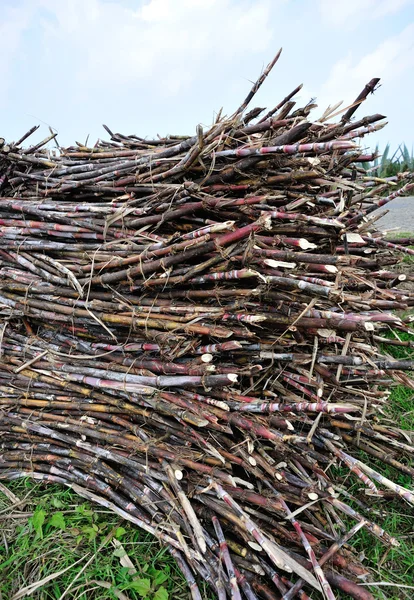 Şeker kamışı hasat — Stok fotoğraf