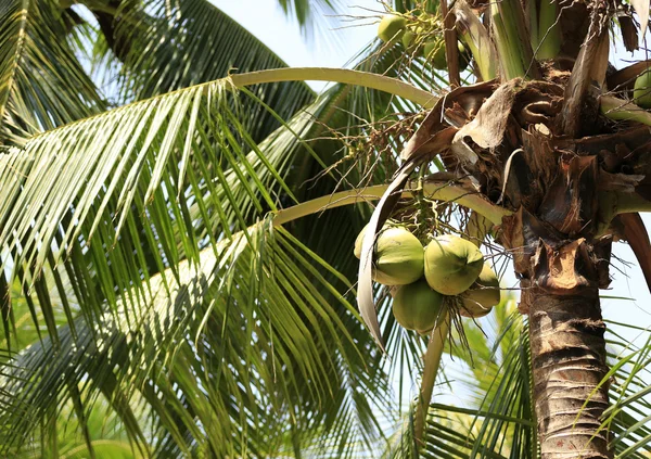 Schöne Palmen — Stockfoto